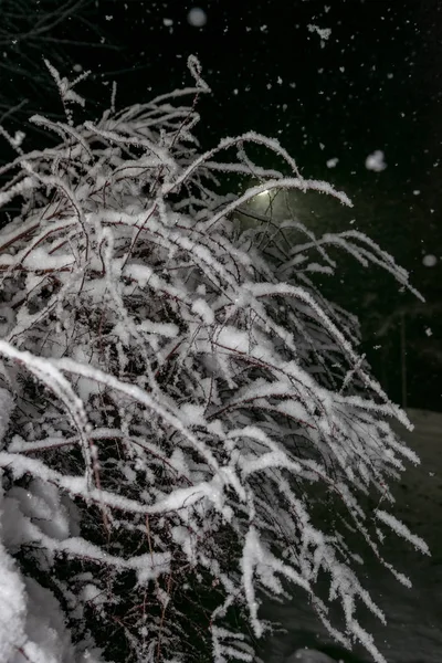 Větve Stromů Noci Během Sněžení Proti Černé Obloze — Stock fotografie