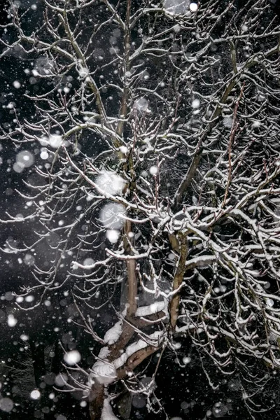 黒い空に対して降雪時夜の樹の枝 — ストック写真