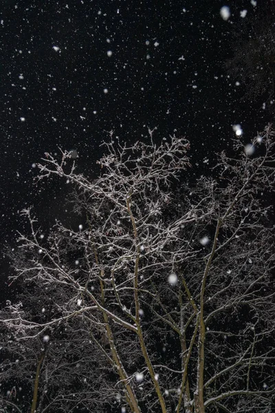 黒い空に対して降雪時夜の樹の枝 — ストック写真
