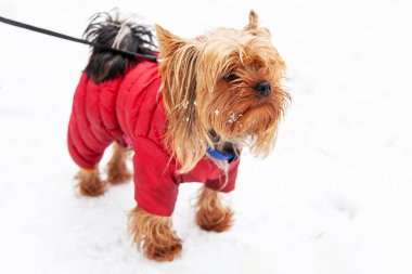 Küçük Yorkshire terrier köpek bir kış yürüyüş için kırmızı ceketli