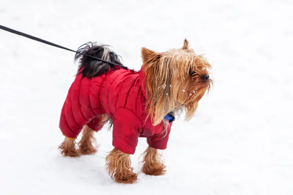 Piccolo Cane Terrier Yorkshire Giacca Rossa Una Passeggiata Invernale — Foto Stock