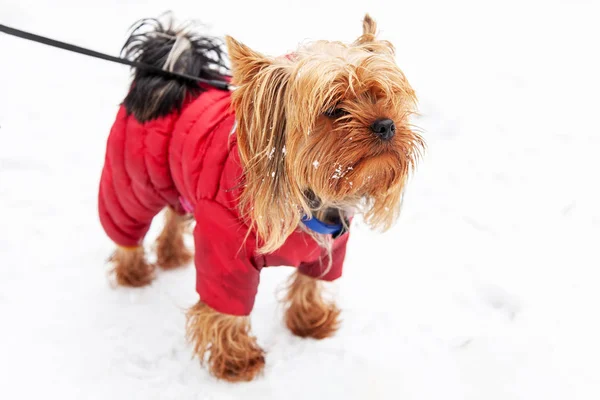 Małe Rasy Yorkshire Terrier Pies Czerwonej Kurtce Zimowy Spacer — Zdjęcie stockowe