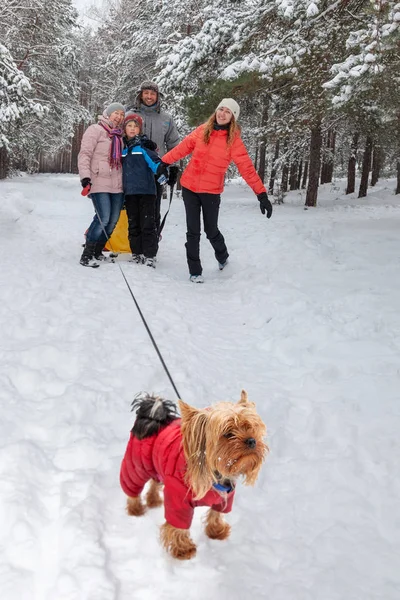 家族で冬の森 犬の散歩に — ストック写真
