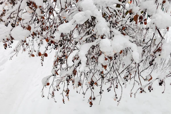 Branches of a bush in the park bent under the weight of snow after a heavy snowfall in the winter