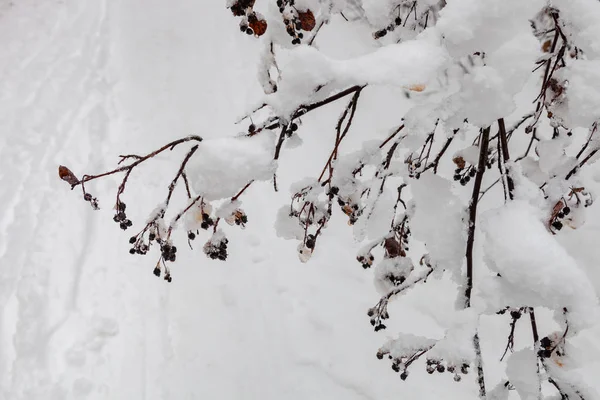 公園の茂みの枝は冬に豪雪後雪の重みで曲がった — ストック写真