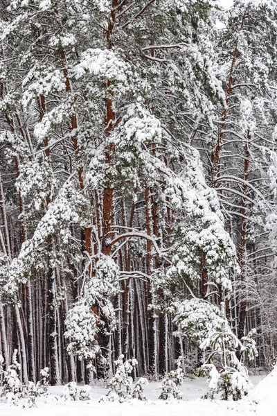 Bosque Coníferas Después Las Nevadas Pinos Cubiertos Nieve Blanca —  Fotos de Stock