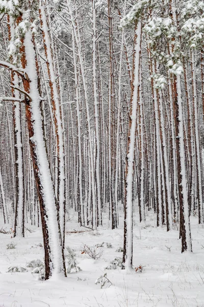 Paisaje Invernal Nieves Blancas Cubre Suelo Los Árboles Ambiente Majestuoso —  Fotos de Stock