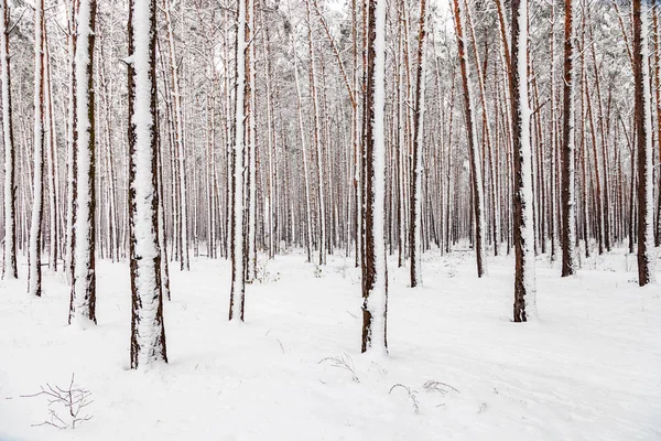 Winter Landscape White Snows Covers Ground Trees Majestic Atmosphere Snow — Stock Photo, Image