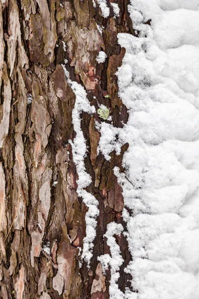 Primer Plano Textura Corteza Árbol Cubierta Nieve Natura Lwinter Background — Foto de Stock
