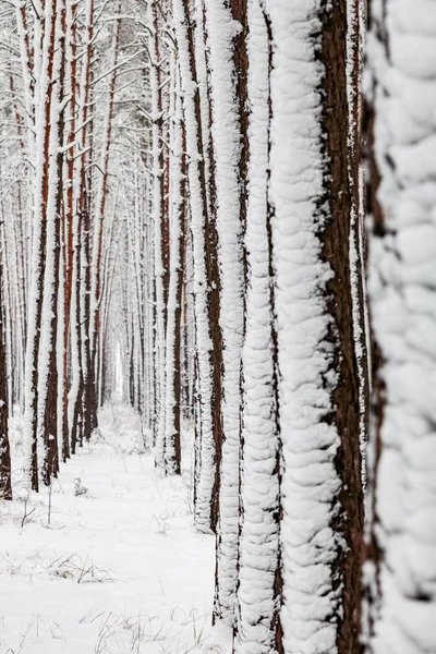 Paesaggio Invernale Biancaneve Copre Terreno Alberi Atmosfera Maestosa Natura Della — Foto Stock