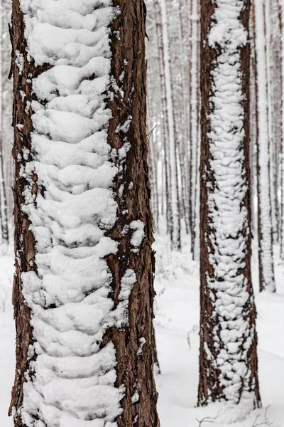 Paesaggio Invernale Biancaneve Copre Terreno Alberi Atmosfera Maestosa Natura Della — Foto Stock