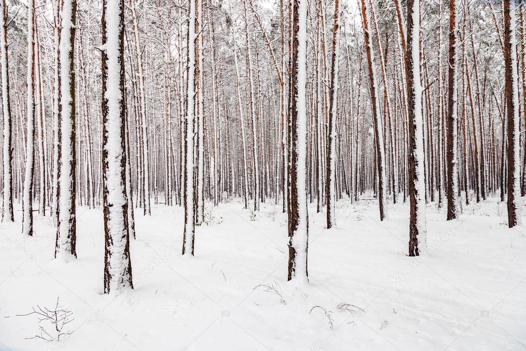 Winter landscape. White snows covers ground and trees. Majestic atmosphere. Snow nature. Trunks of trees covered with snow
