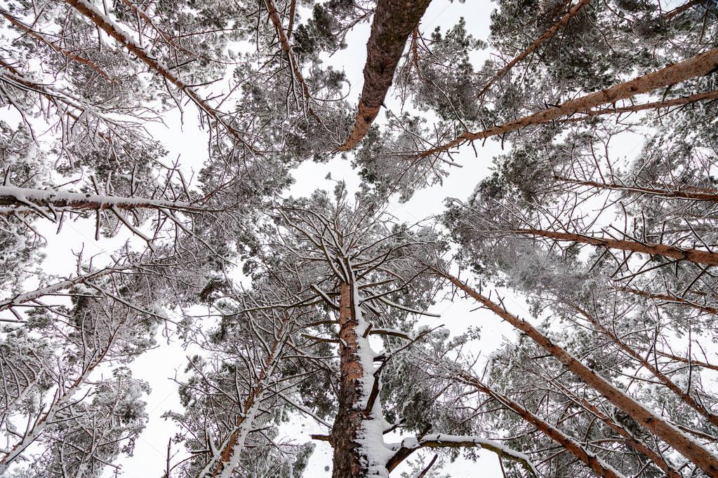 Pine forest photographed from the bottom up. Trunks of trees and crown in the snow against sky