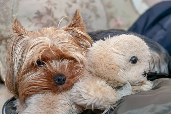 年轻的狗约克郡猎犬抱着一只毛绒绒的玩具小狗 — 图库照片