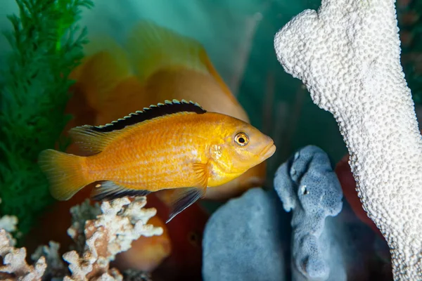 Parrot cichlids swimming in aquarium — Stock Photo, Image