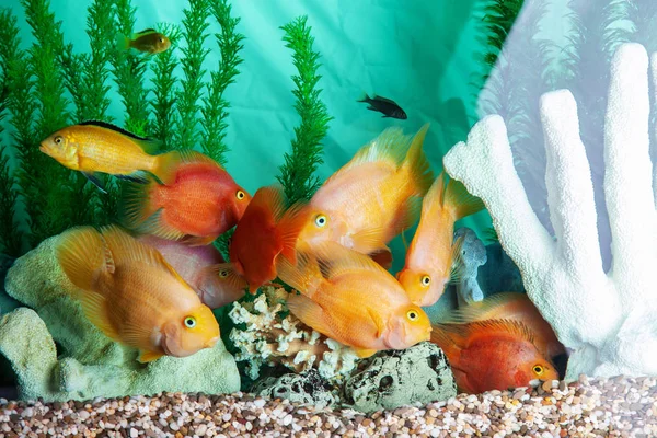 Parrot cichliden zwemmen in aquarium — Stockfoto