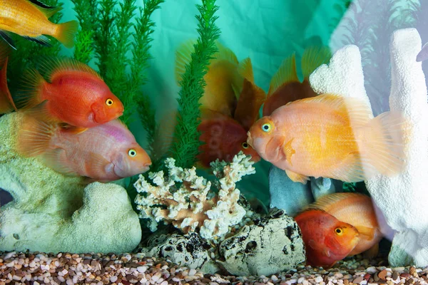 Parrot cichliden zwemmen in aquarium — Stockfoto
