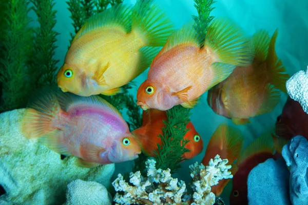 水族館で泳いでオウム シクリッド — ストック写真