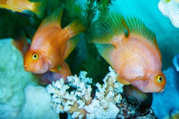 Burung beo cichlids berenang di akuarium — Stok Foto