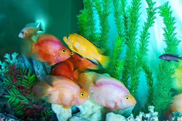 Parrot cichliden zwemmen in aquarium — Stockfoto