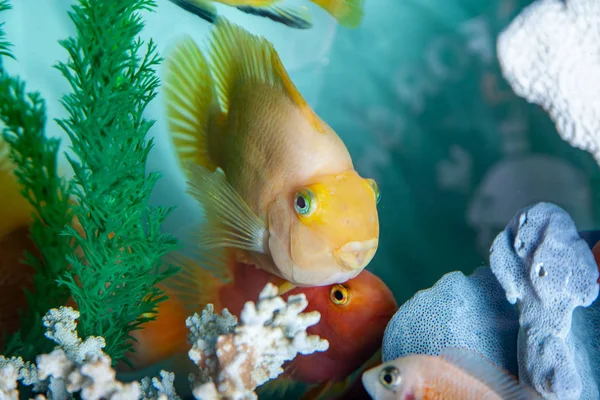 Ciclidi pappagallo che nuotano in acquario — Foto Stock