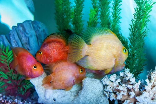 Parrot cichlids swimming in aquarium — Stock Photo, Image