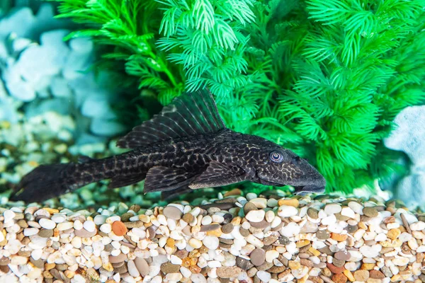 Pesce gatto dell'acquario (Hypostomus plecostomus) primo piano — Foto Stock