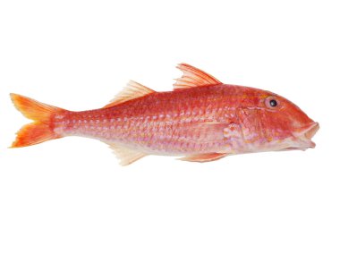 Fresh goatfish isolated on white background clipart