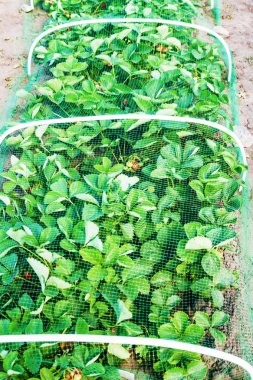 Çilek yatak koruyucu kafes kuşları ile kaplı