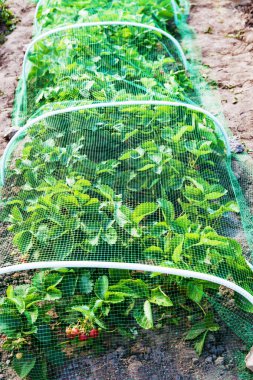 Çilek yatak koruyucu kafes kuşları ile kaplı