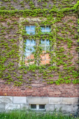 Sarmaşık ile kaplı tuğla duvar