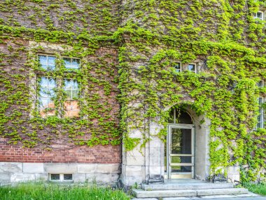 Binaya giriş, duvar sarmaşık ile kaplıdır