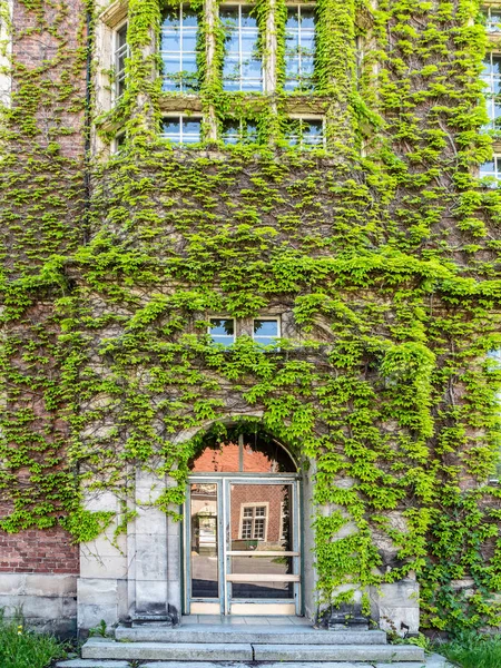 Entrance to building, wall is covered with ivy — Stock Photo, Image