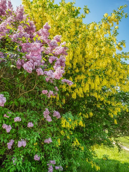 Bloeiende lila en Laburnum boom tegen de blauwe hemel — Stockfoto