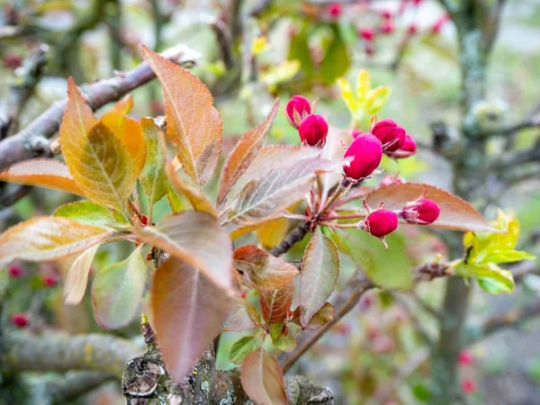 Gemme rosa di fiori su un ramo nella primavera . — Foto Stock