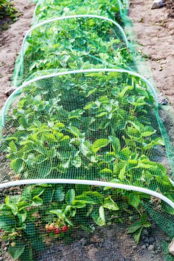 Çilek yatak koruyucu kafes kuşları ile kaplı