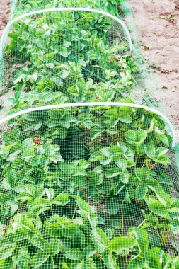 Çilek yatak koruyucu kafes kuşları ile kaplı