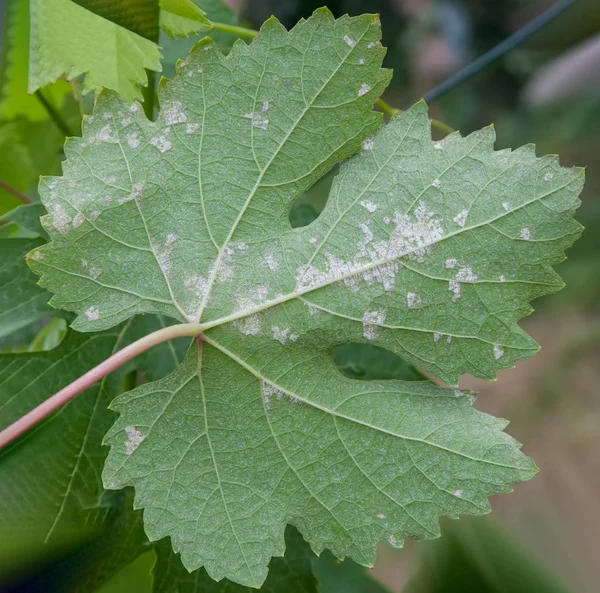 Больной виноградный лист крупным планом — стоковое фото