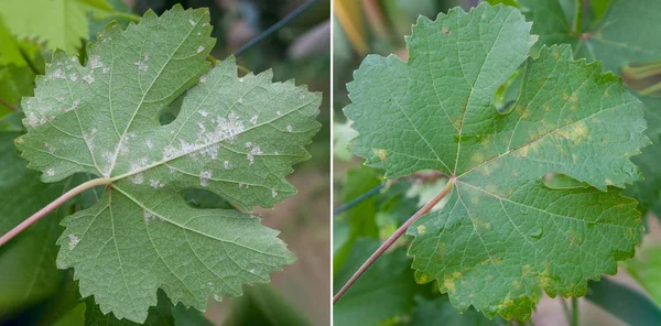 Primo piano foglia d'uva malata — Foto Stock