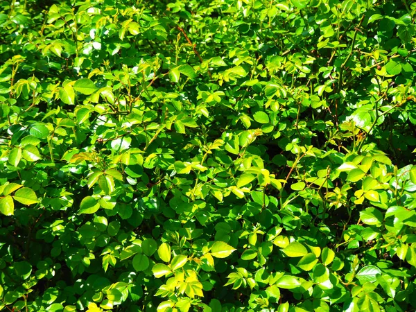 Gröna blad vägg bakgrund — Stockfoto