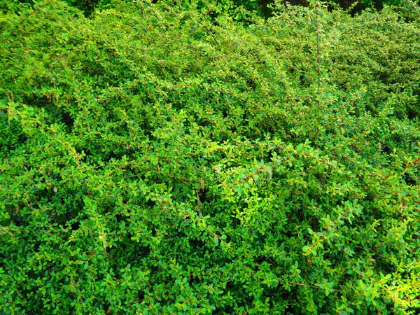 Folhas verdes fundo da parede — Fotografia de Stock