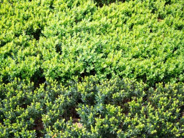 Yeşil Yapraklar duvar arkaplanı