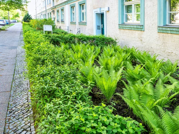 Zielony kwiat łóżko w pobliżu domu — Zdjęcie stockowe