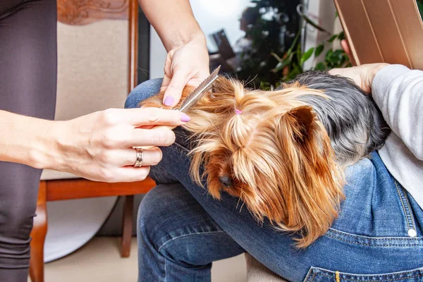 Woman combing Yorkshire Terrie dog — Stock Photo, Image