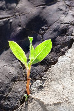 Yeşil filiz beton çatlaklardan yetişir