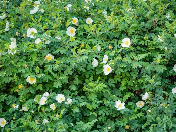 Blooming dog rose wall background — Stock Photo, Image