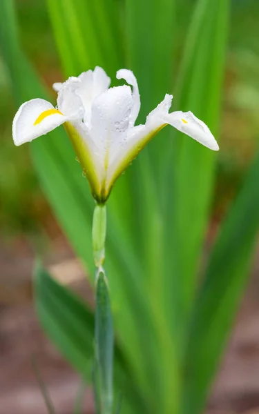 Fiore di iris blu primo piano all'aperto — Foto Stock