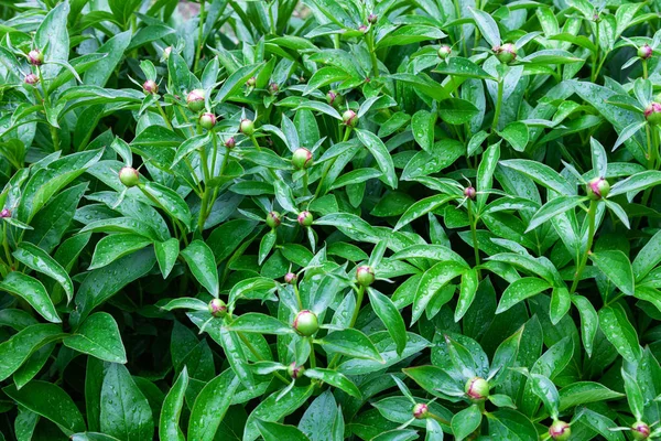 Vista de las hojas y brotes de peonía verde — Foto de Stock