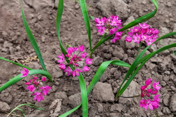 Allium oreophilum, erba fiorita in giardino — Foto Stock
