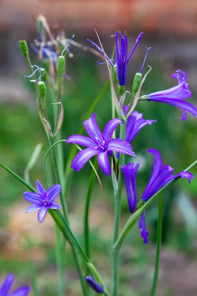 Nahaufnahme der Ernte brodiaea (brodiaea elegans)) — Stockfoto